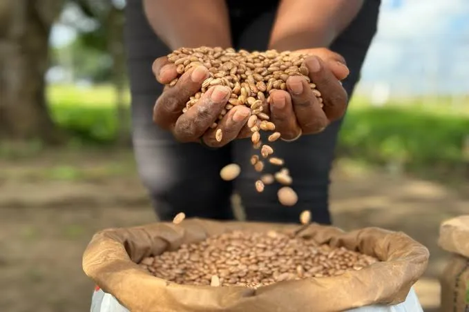 Prefeitura de Triunfo realiza distribuição de sementes de milho e feijão para agricultores cadastrados no corte de terra